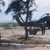 Kingbee on FOB 1 airstrip