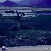 Countryside/ricepaddies near Phu Luong. Note all the people seeking shelter in the shade of the only tree in sight,