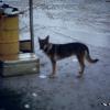 "Lady" the camp mascot before she lost her leg in the old French minefield and was put down.